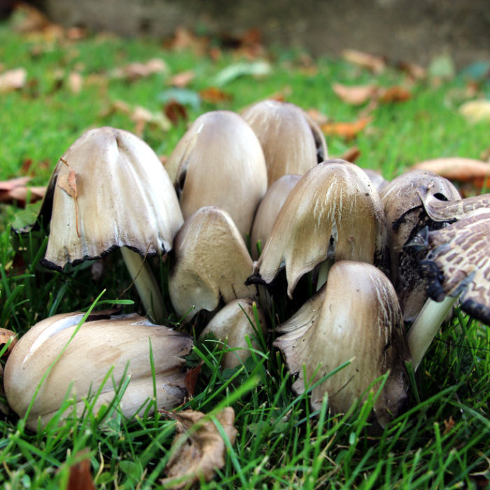 Common inkcap