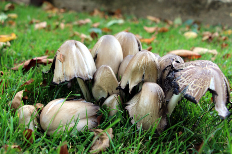 common ink cap