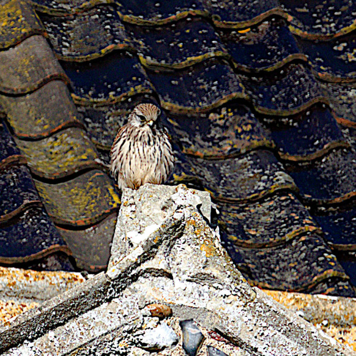 A kestrel for the nave