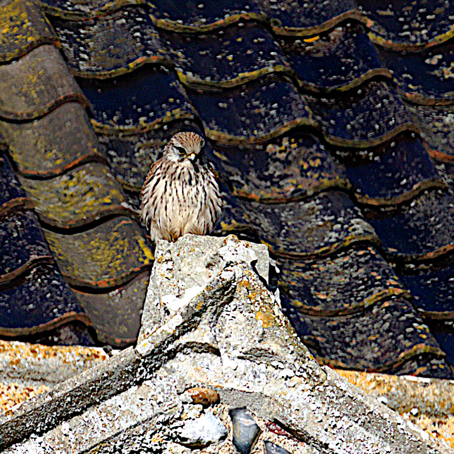 Kestral