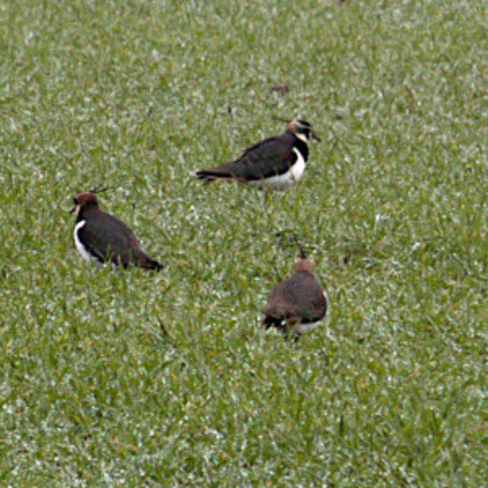 Long lost Lapwings