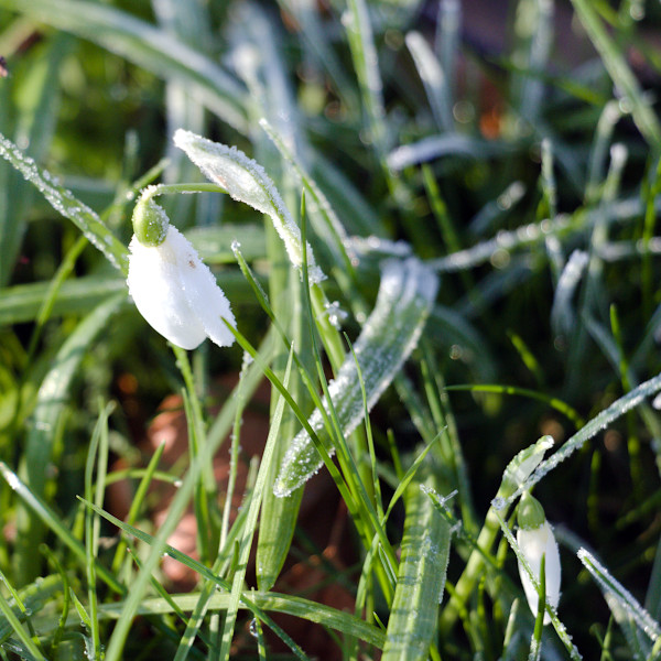 frosty snowdrop
