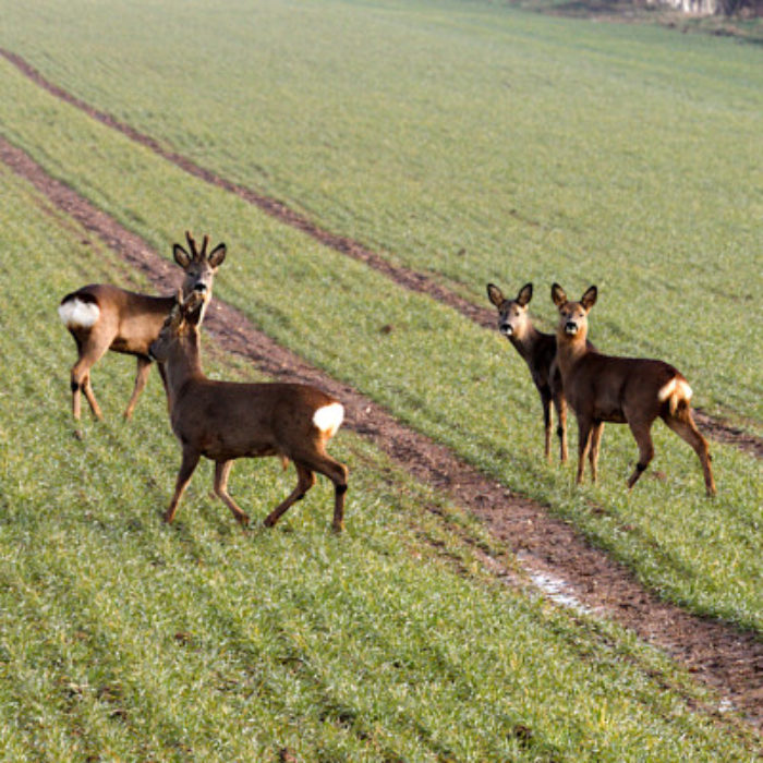 Roaming roe deer