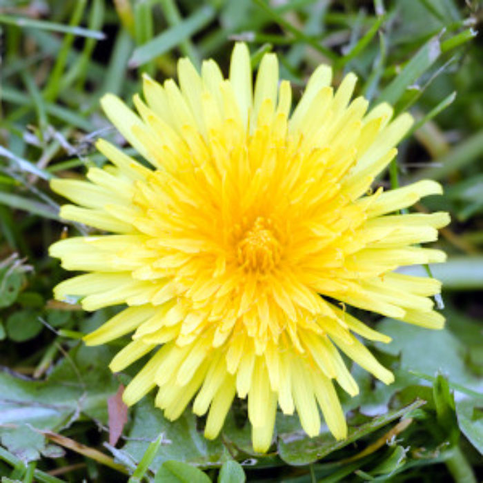 Dandelion. More than a wee flower