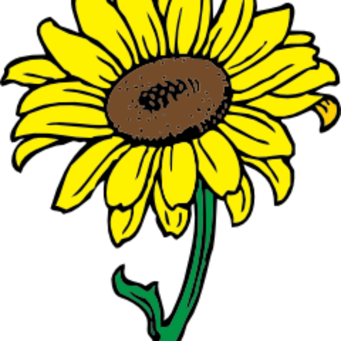 Sunflower competition
