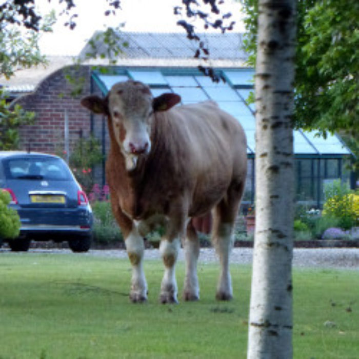 Iceberg spotted in Tuttington