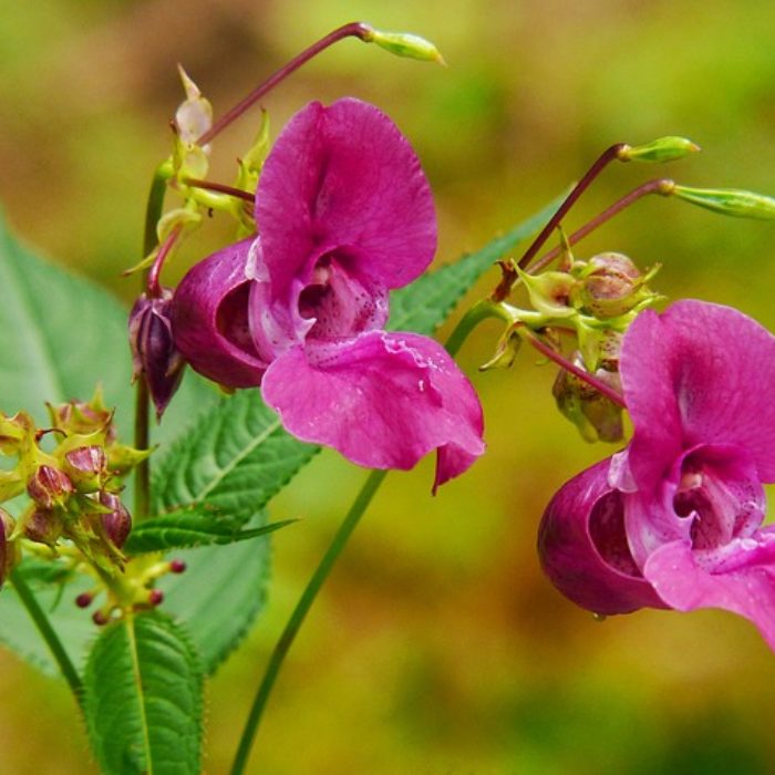 Bure Balsam Bash