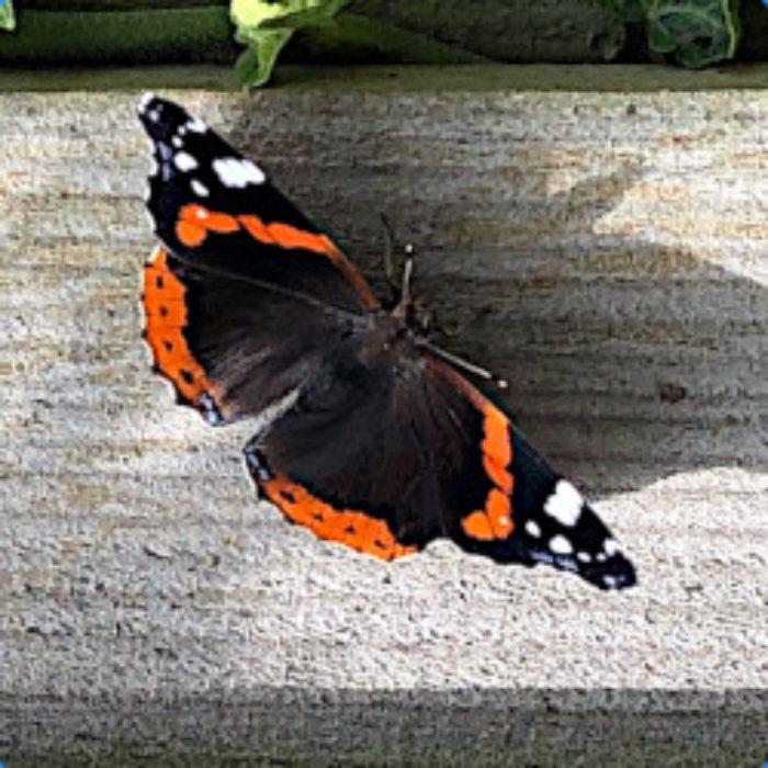Butterfly profusion