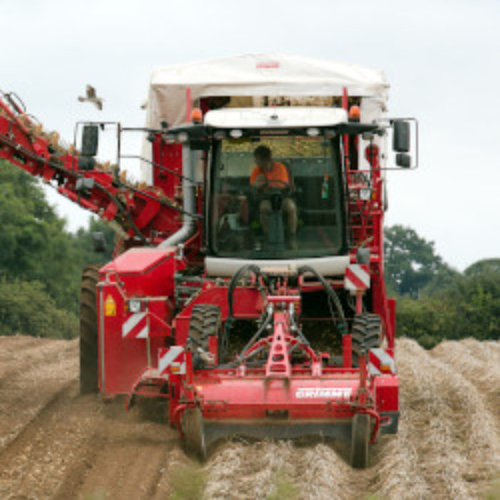 Spud harvest