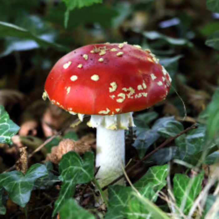 Toadstool of mythic proportions