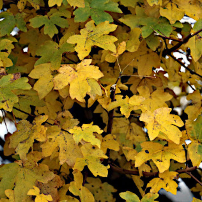 Autumn gold