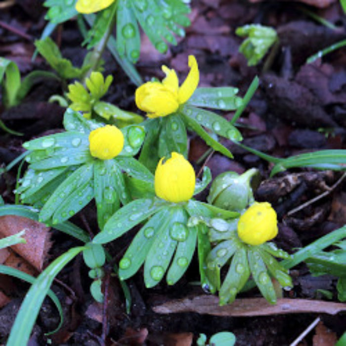 Mild and wet winter…so far
