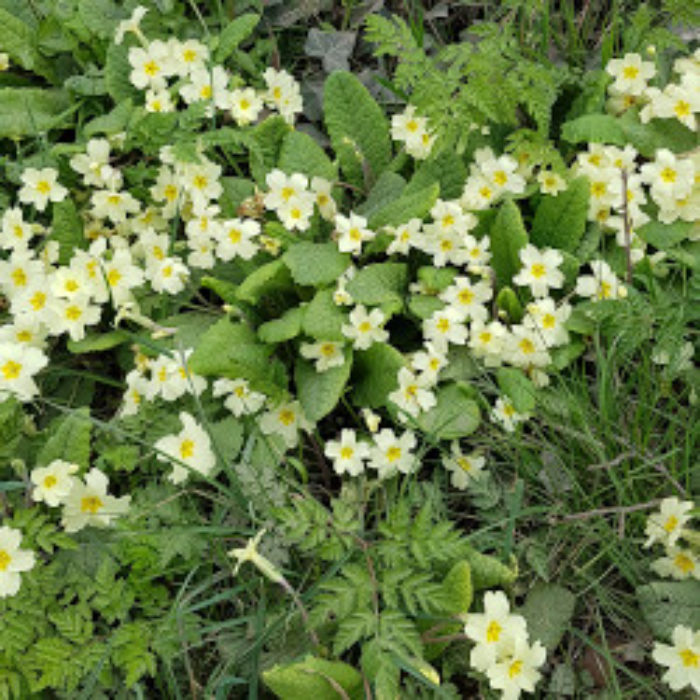 Spring wildflowers during lockdown