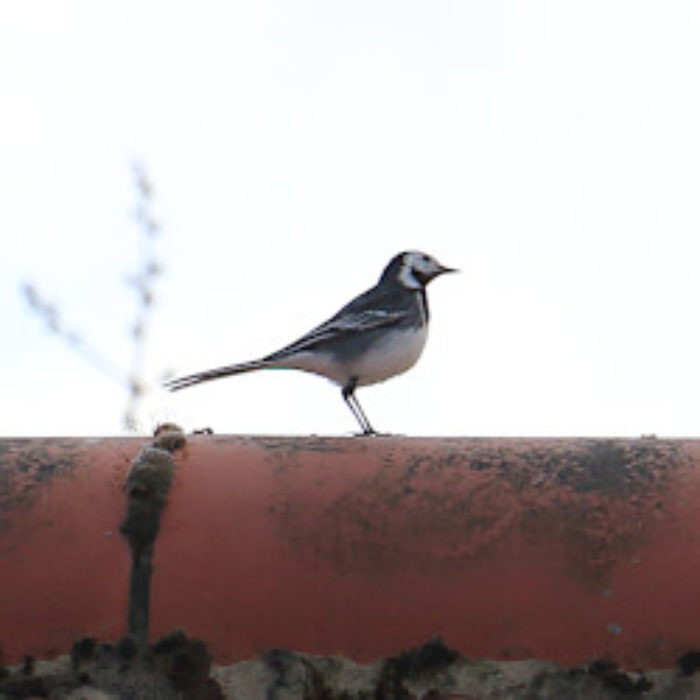 Polly Washdish is about…