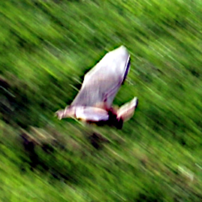 Is it a bird? Is it a plane?