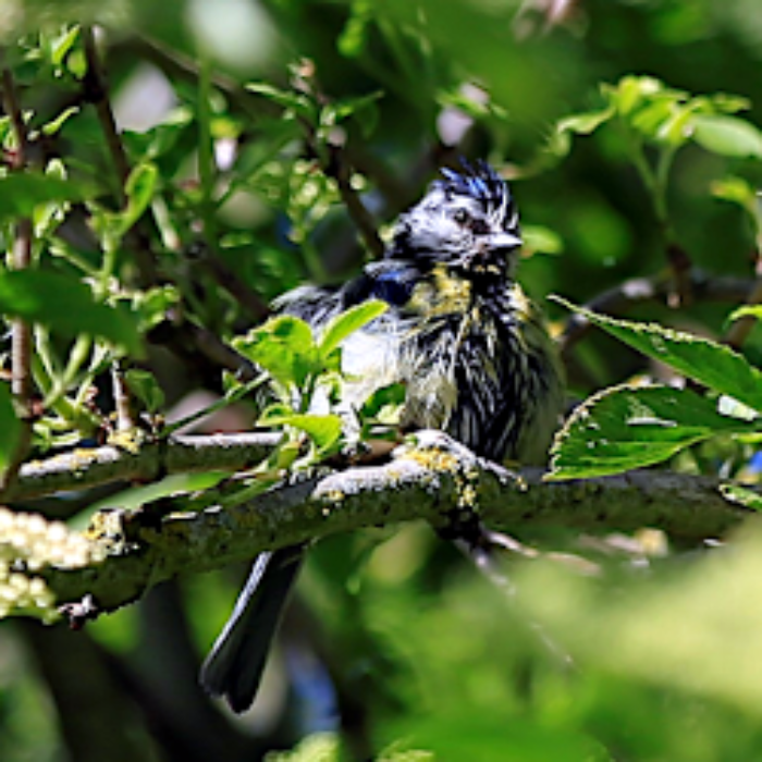 Social distancing is for the birds…