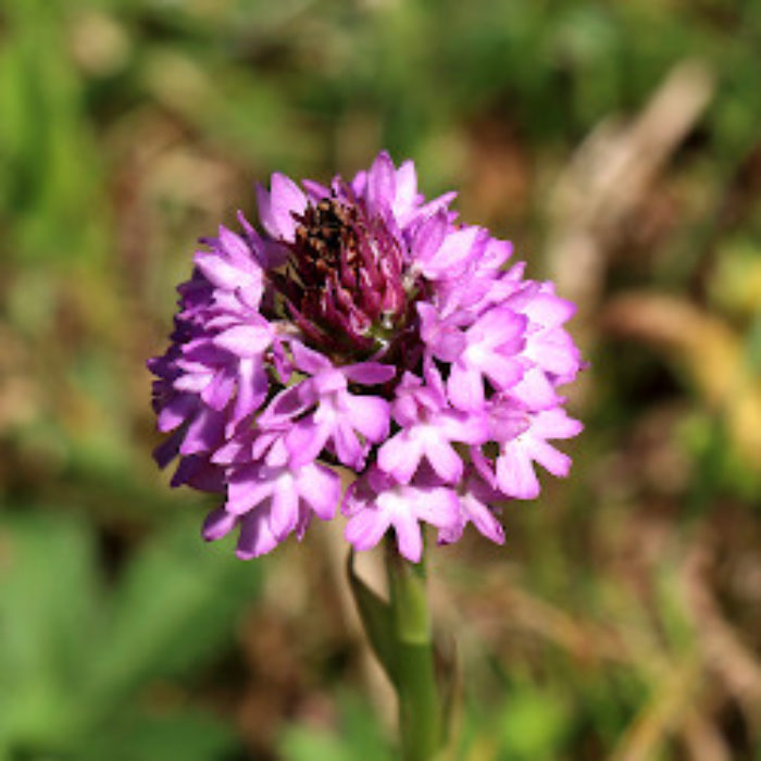 Update: Orchids delay Village Green cut