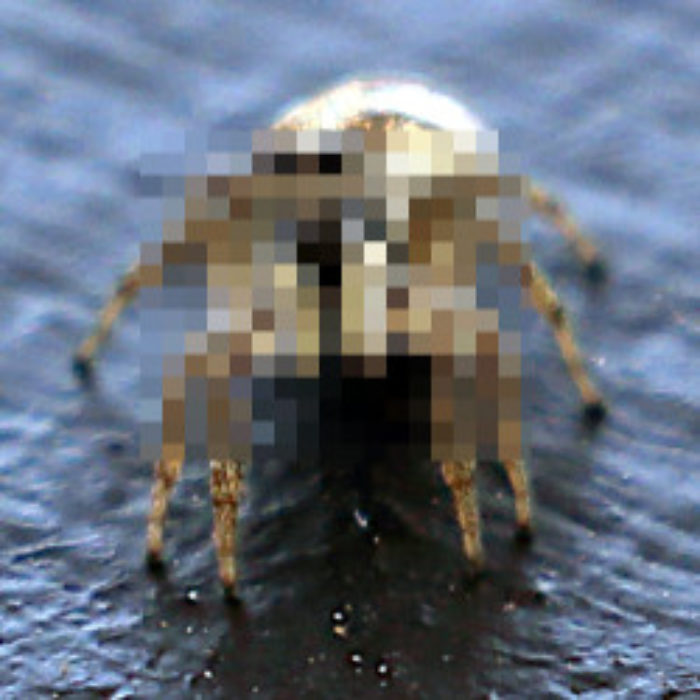 Not for arachnophobes…