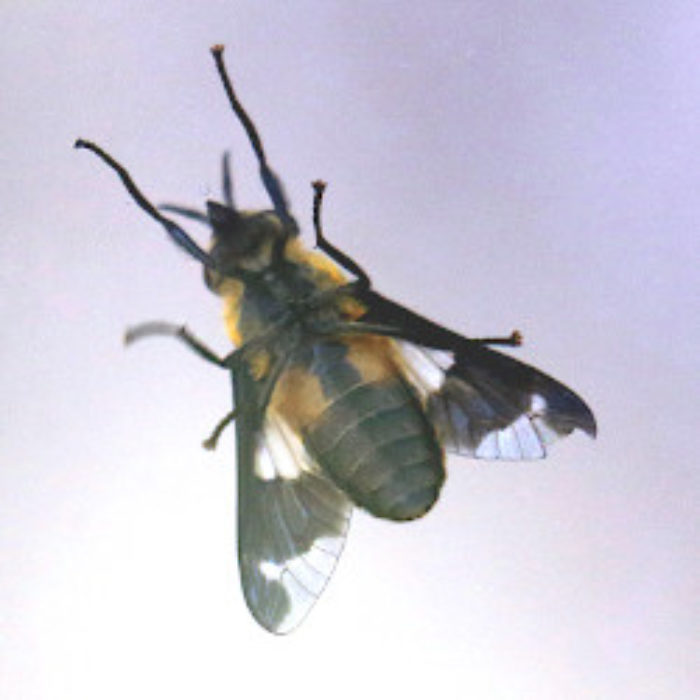 What a deer fly…
