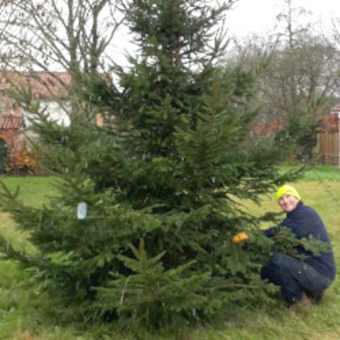 Village Green Christmas Tree brings cheer to Tuttington
