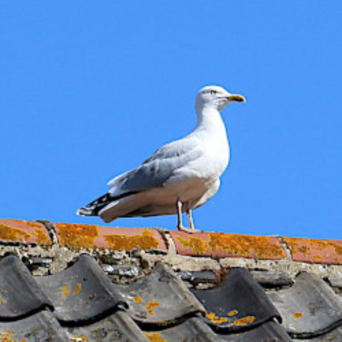 Big Garden Birdwatch