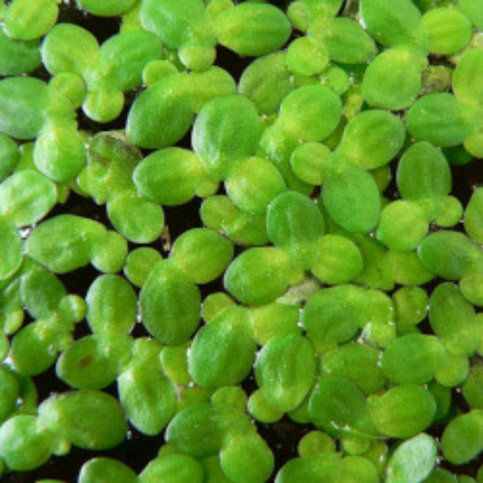 Duckweed – more of a wonder than a menace