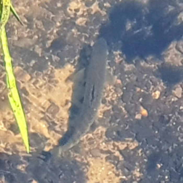 Old trout in Tuttington