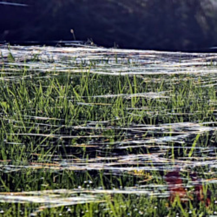 Ballooning spiders decorate Tuttington