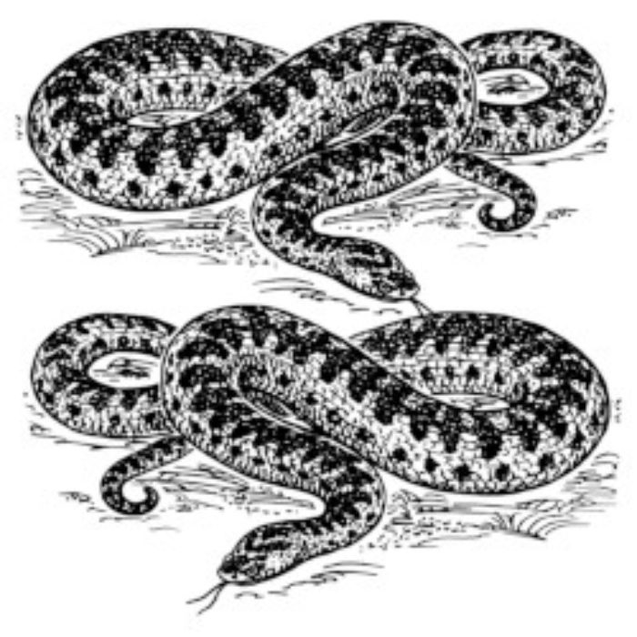Snakes Alive!