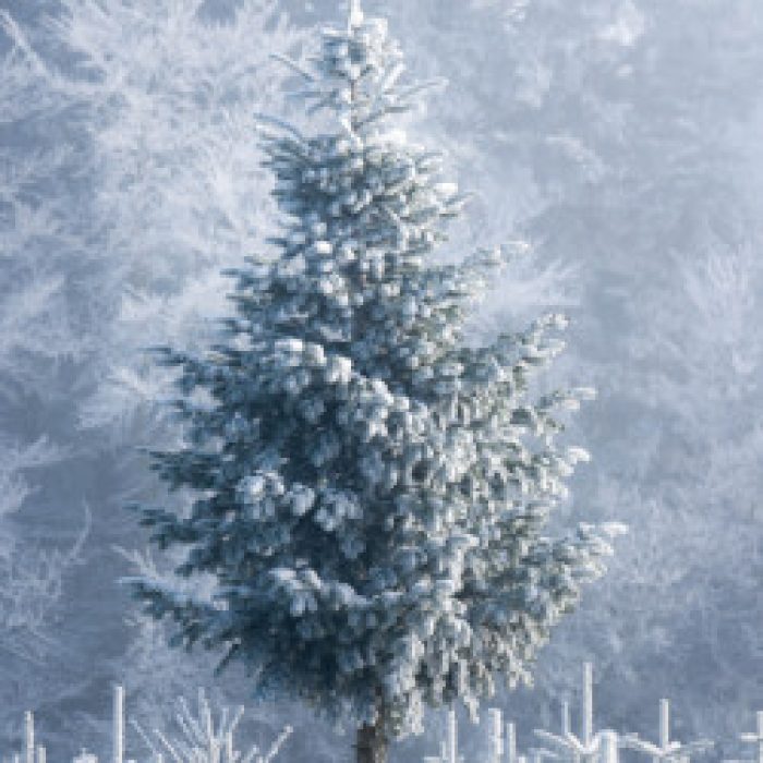 Christmas is coming…
