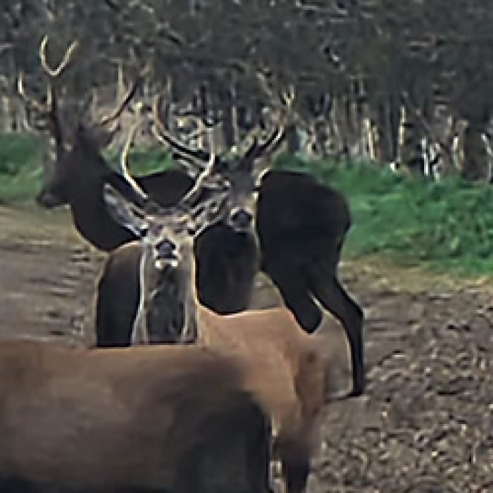 Deer deer