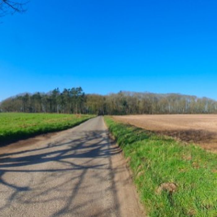 Are we about to lose Tuttington Wood?